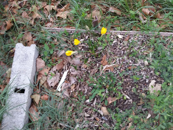 sterbergia au jardin